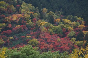 autumncolors201507