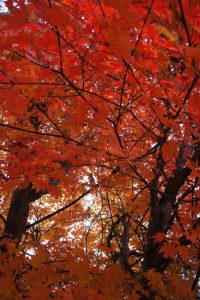 autumncolors201605