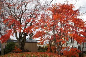 autumncolors201608